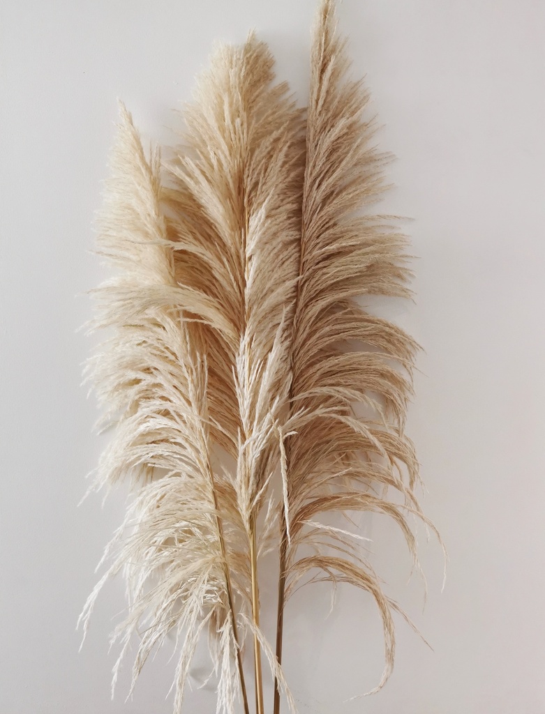 Pampas para decoraciones 1 und.