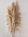 Pampas para decoraciones 1 und.