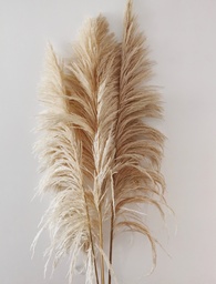 Pampas para decoraciones 1 und.